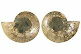 Cut & Polished, Agatized Ammonite Fossil - Madagascar #308680-1